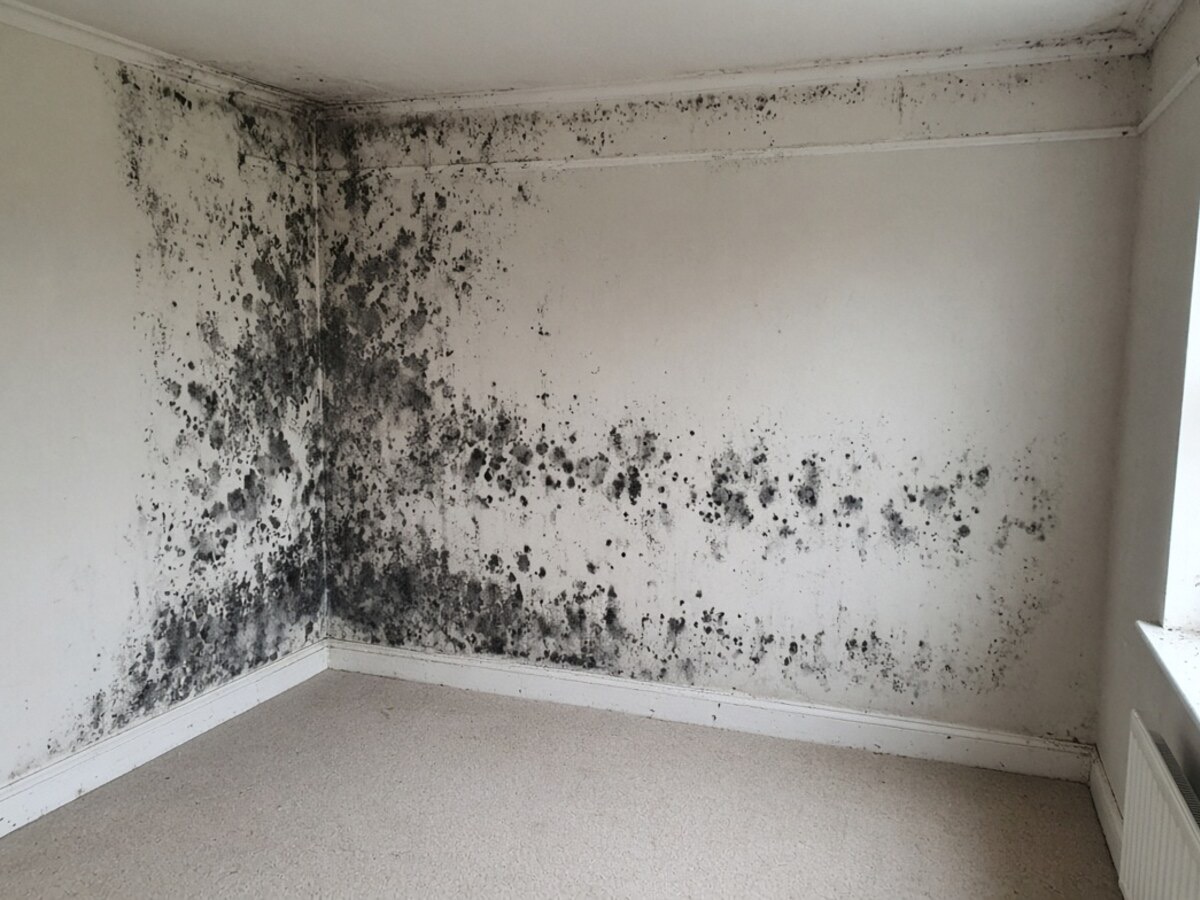 AI-generated illustration - Before: black mould on bedroom wall, not a photo of an EYR job
